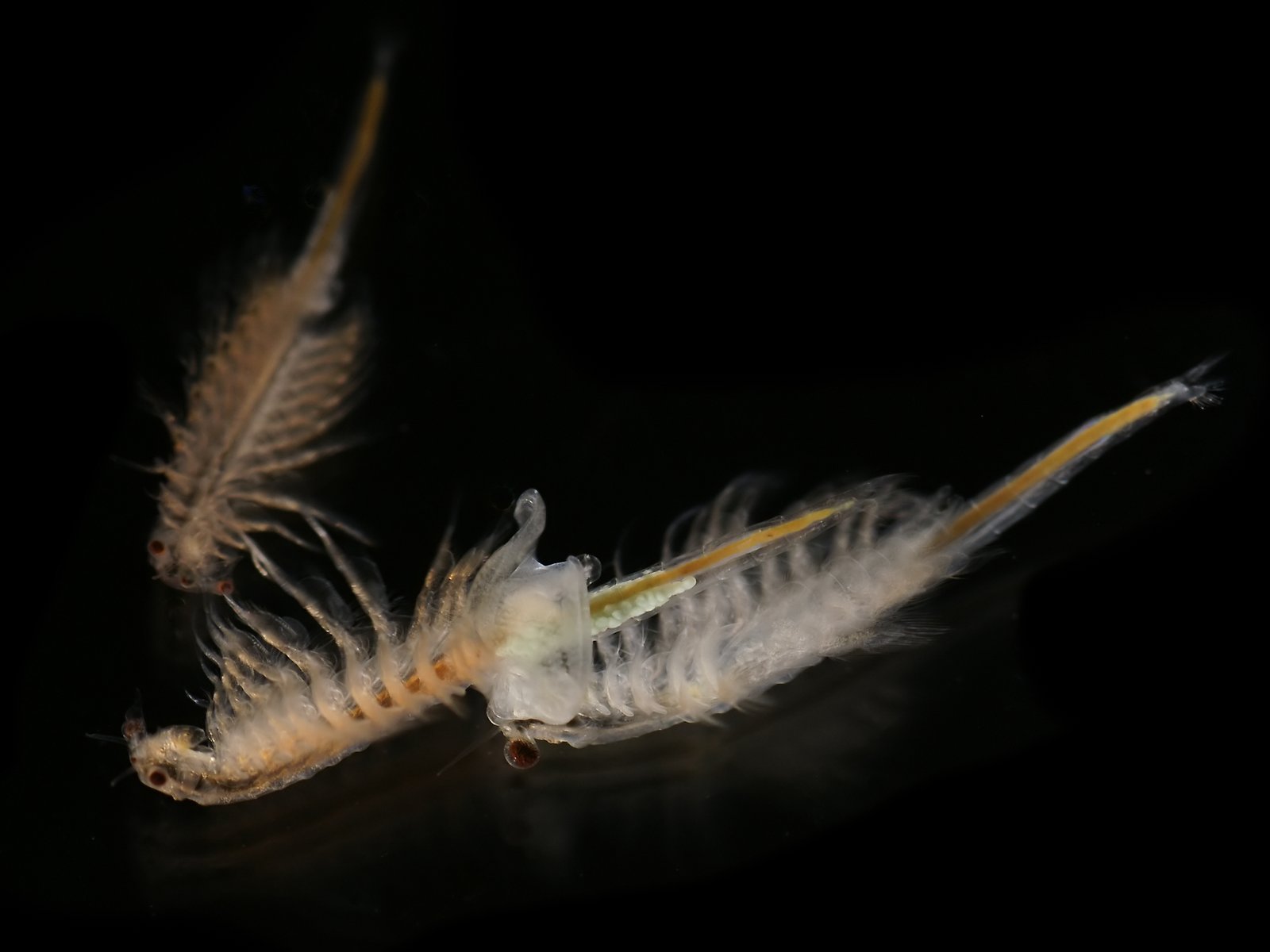 Strange Survivors: Life in the Wake of Lost Lakes (image credits: wikimedia)