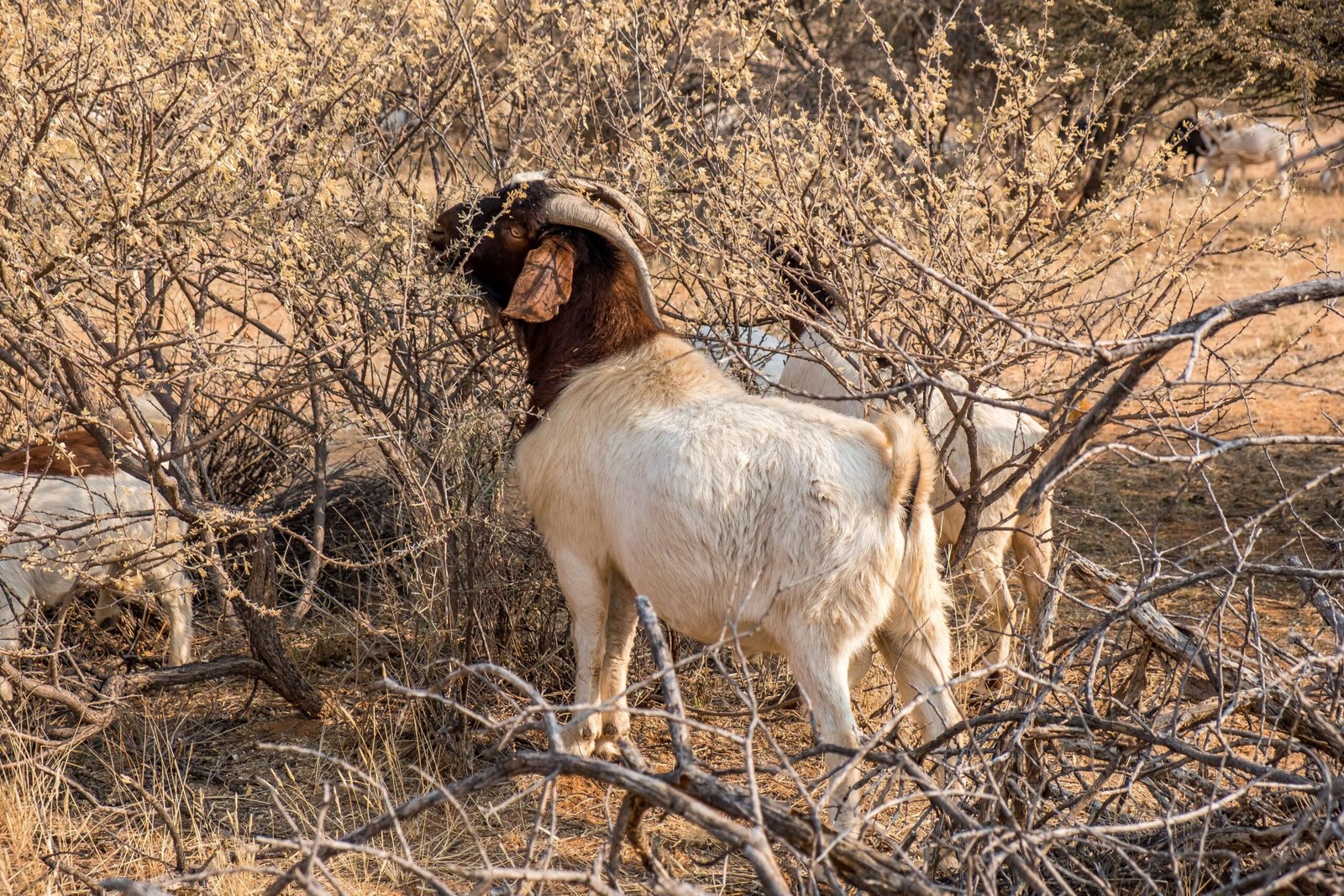 Goat Browsing: A Living Experiment (image credits: wikimedia)