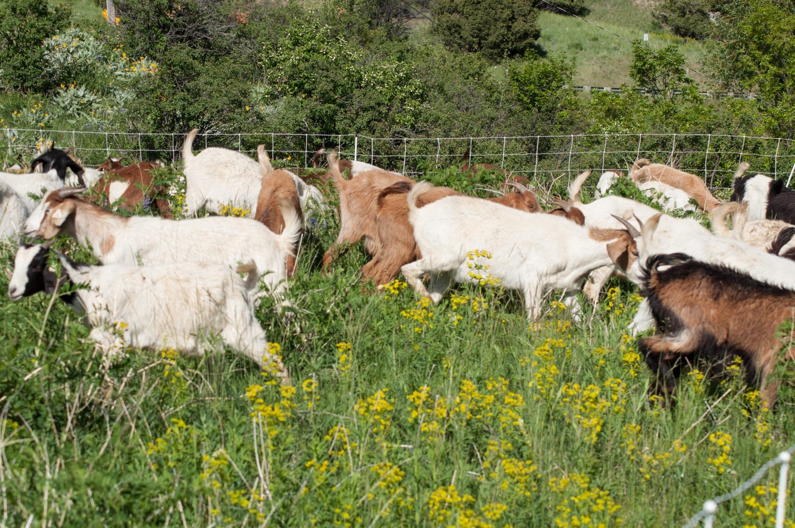 Success Stories from the Field (image credits: wikimedia)