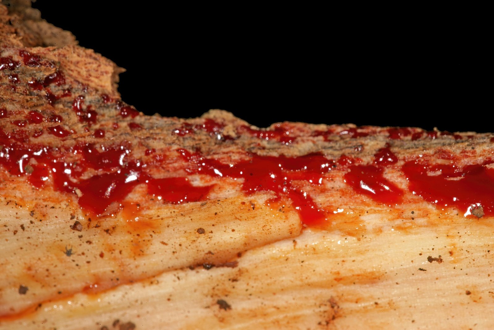 African Bloodwood: The Tree That Truly Bleeds (image credits: wikimedia)