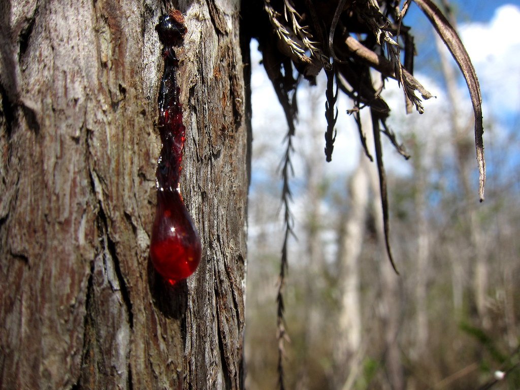 Why Do Some Trees Need Red Sap? (image credits: flickr)