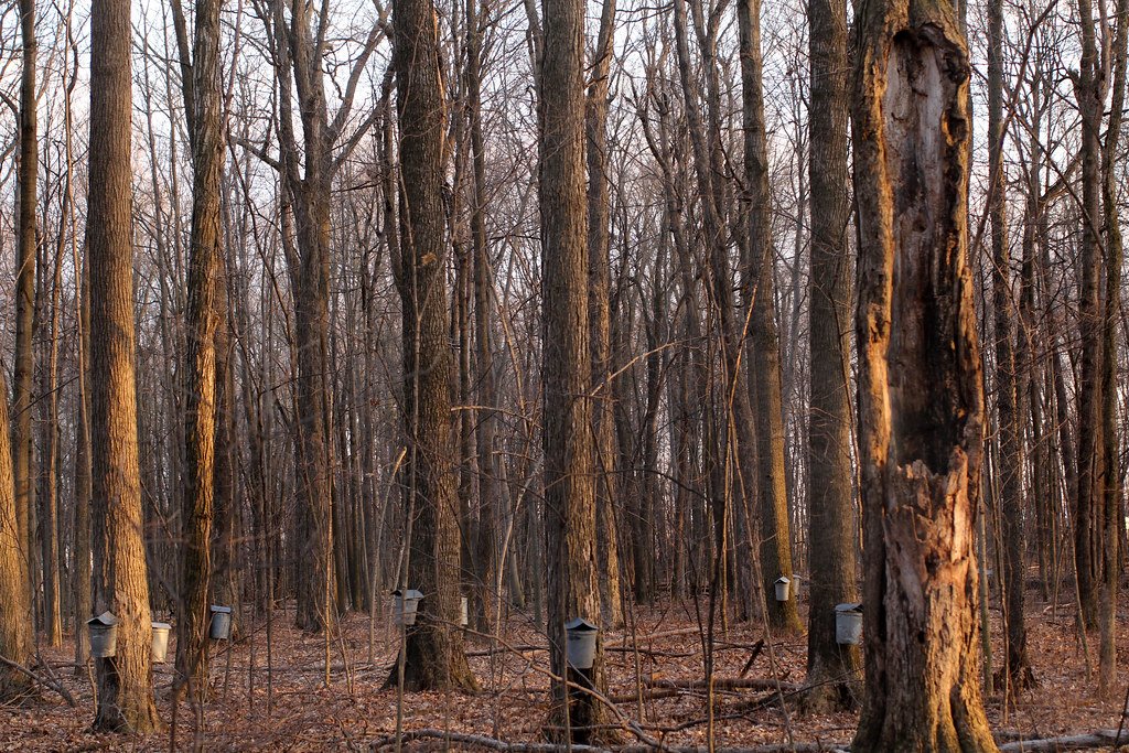 Modern Science: Unlocking the Secrets of Red Sap (image credits: flickr)