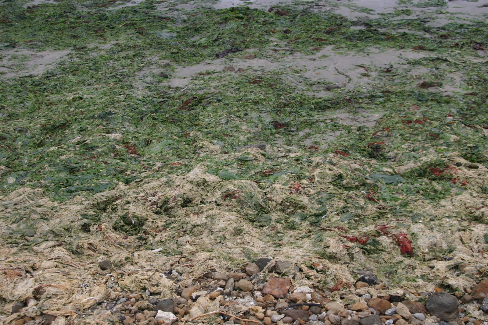 The Great Decomposer Network (image credits: wikimedia)