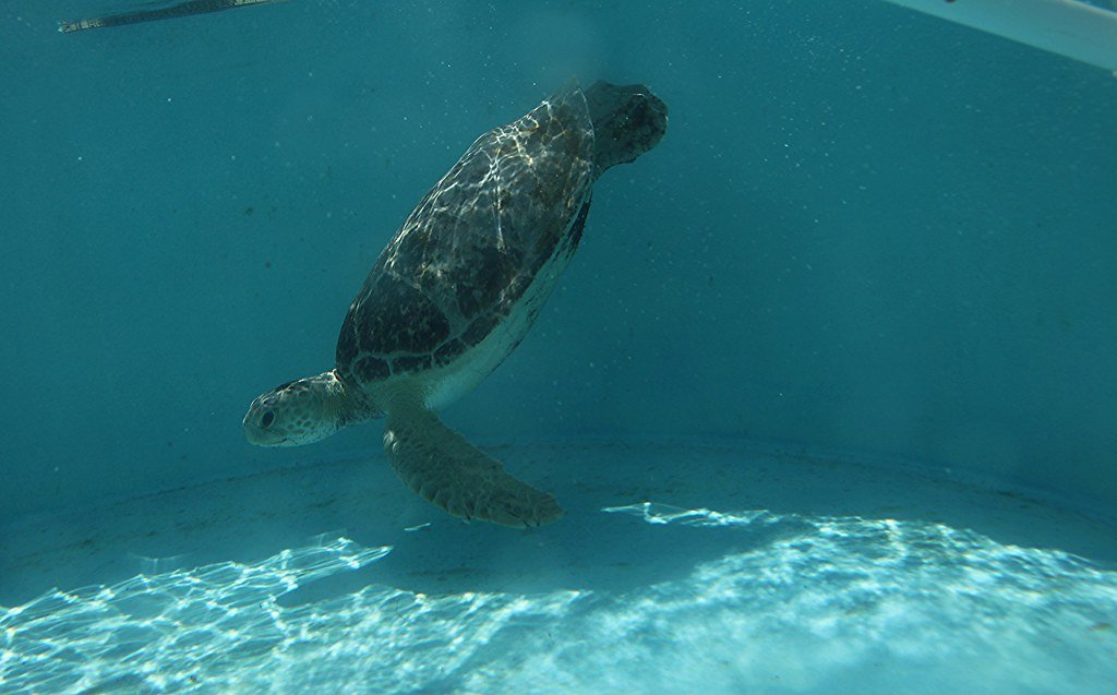 Conservation Success Stories (image credits: flickr)