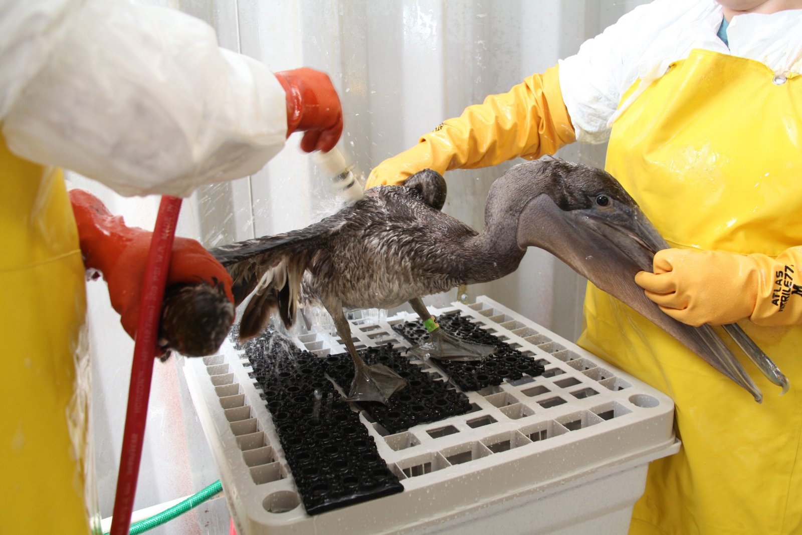 The Science Behind Every Healing: Research That Saves Species (image credits: wikimedia)