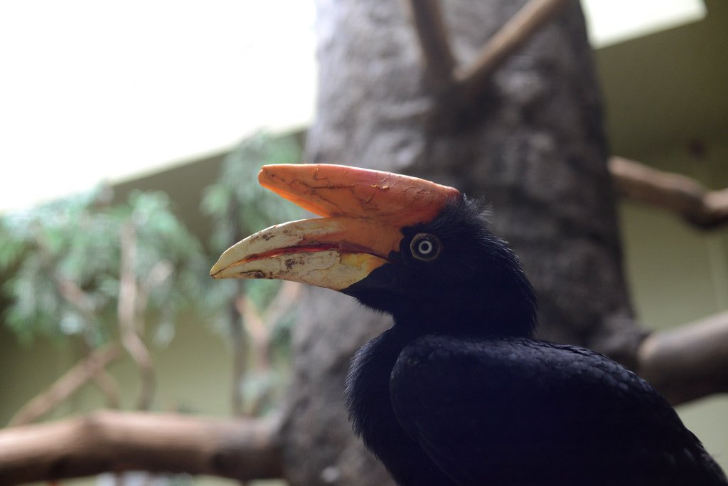 Conservation Success Stories: Species Brought Back from the Brink (image credits: flickr)