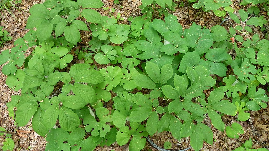 The Plants That Refused to Be Conquered (image credits: flickr)