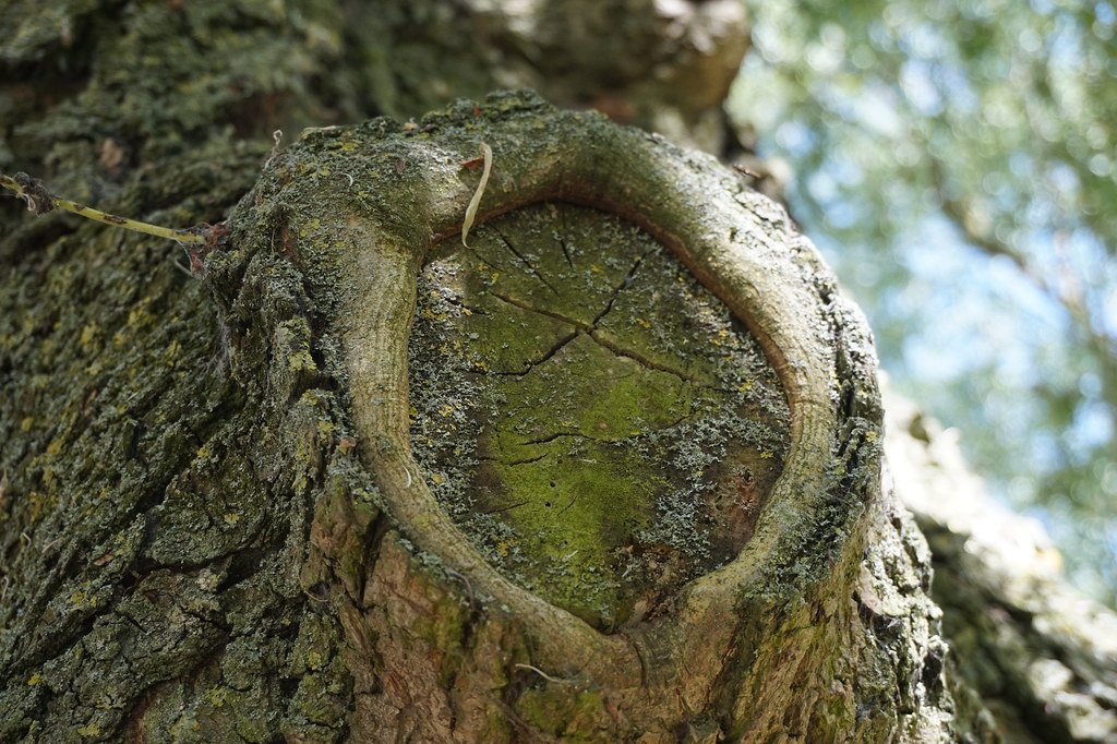 The Willow's Whispered Secret (image credits: flickr)