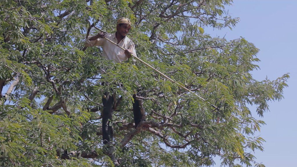 The North American Plant Nations (image credits: flickr)