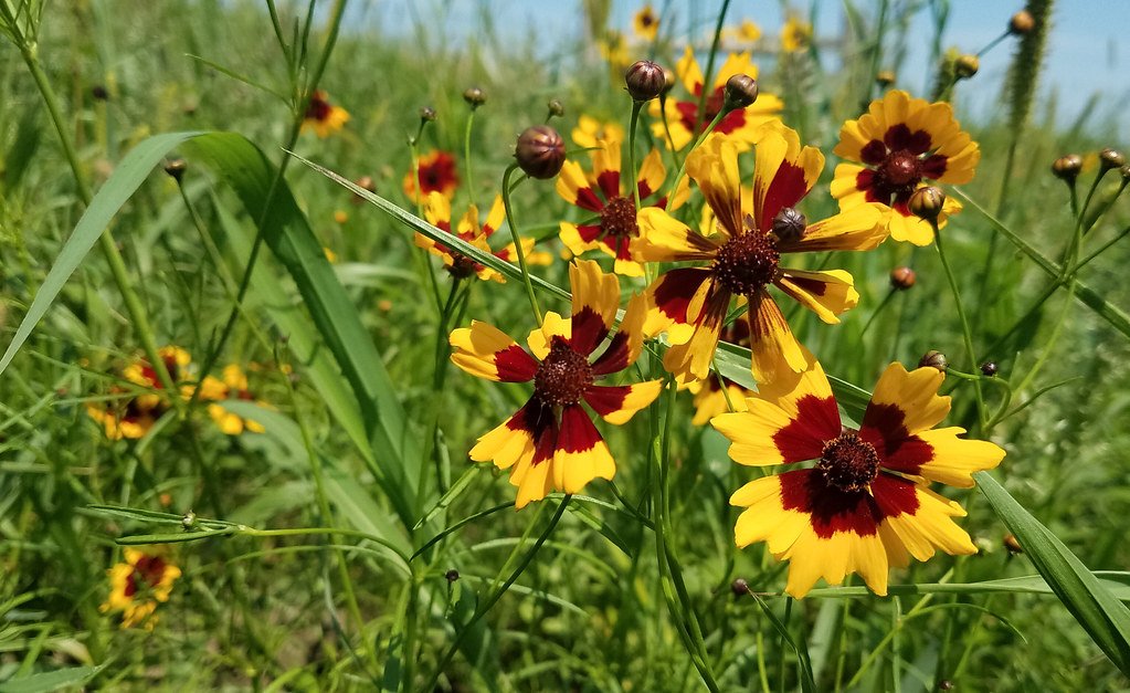 The Andean Medicine Mountain (image credits: flickr)