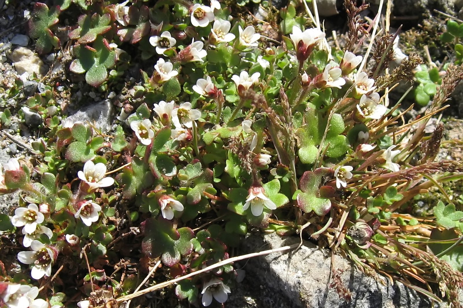 Climate Migration Corridors (image credits: wikimedia)