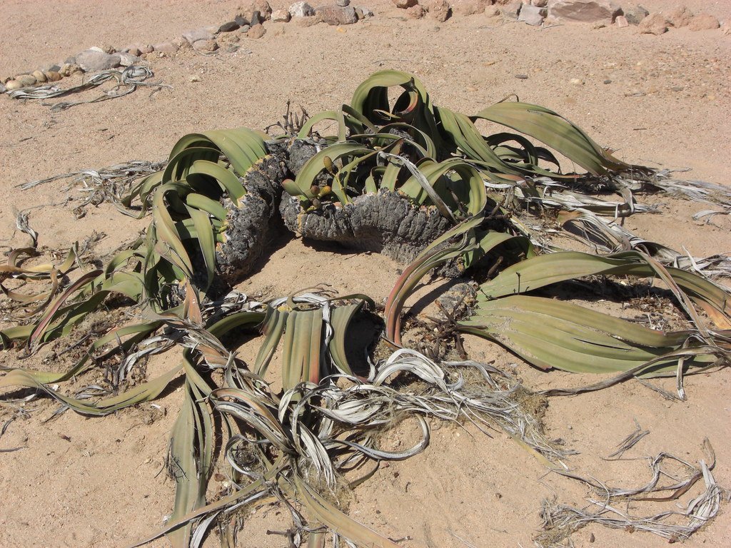 The Ancient Welwitschia: Desert's Two-Leaf Wonder (image credits: flickr)