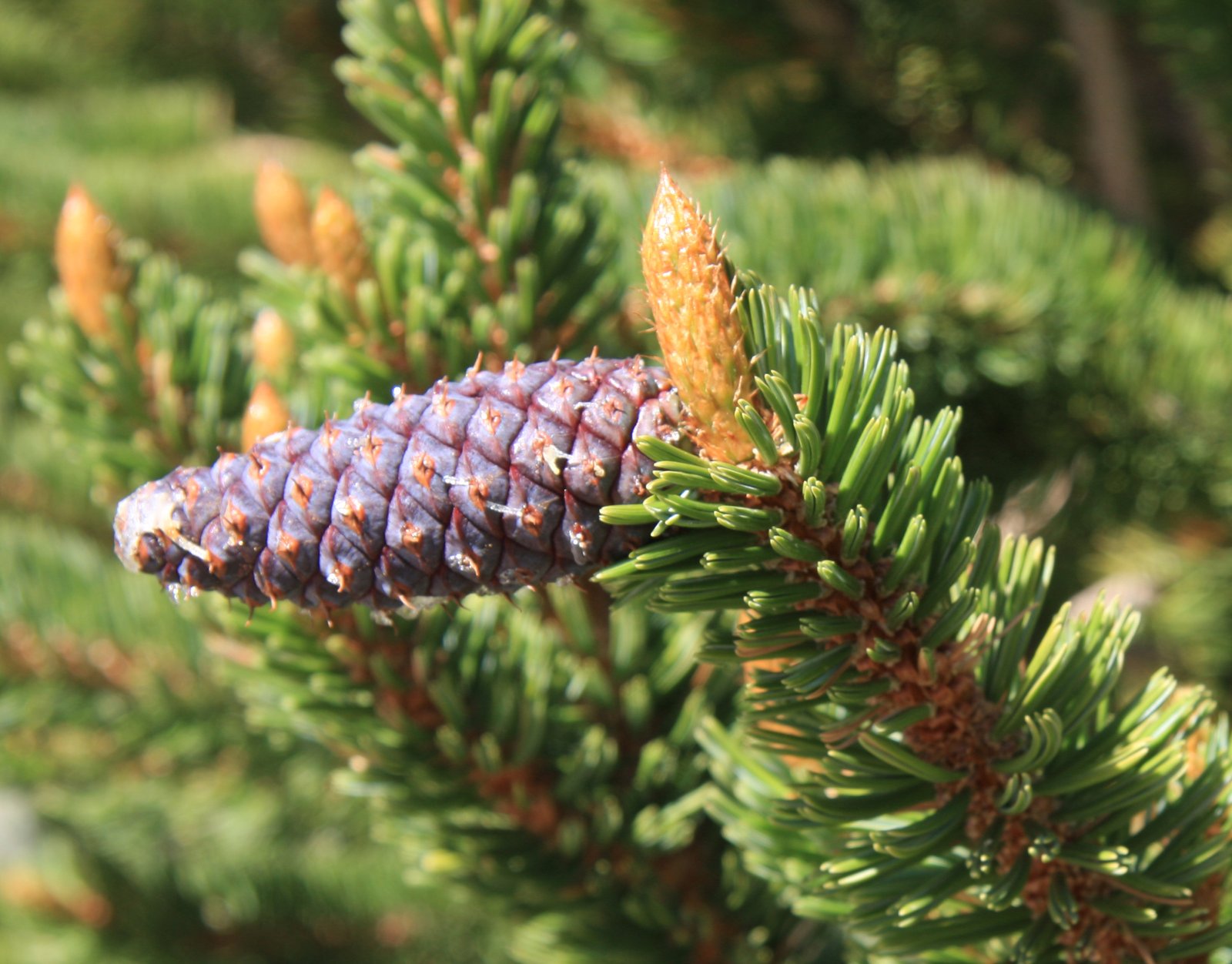 Bristlecone Pines: Time Travelers of the Mountain Peaks (image credits: wikimedia)