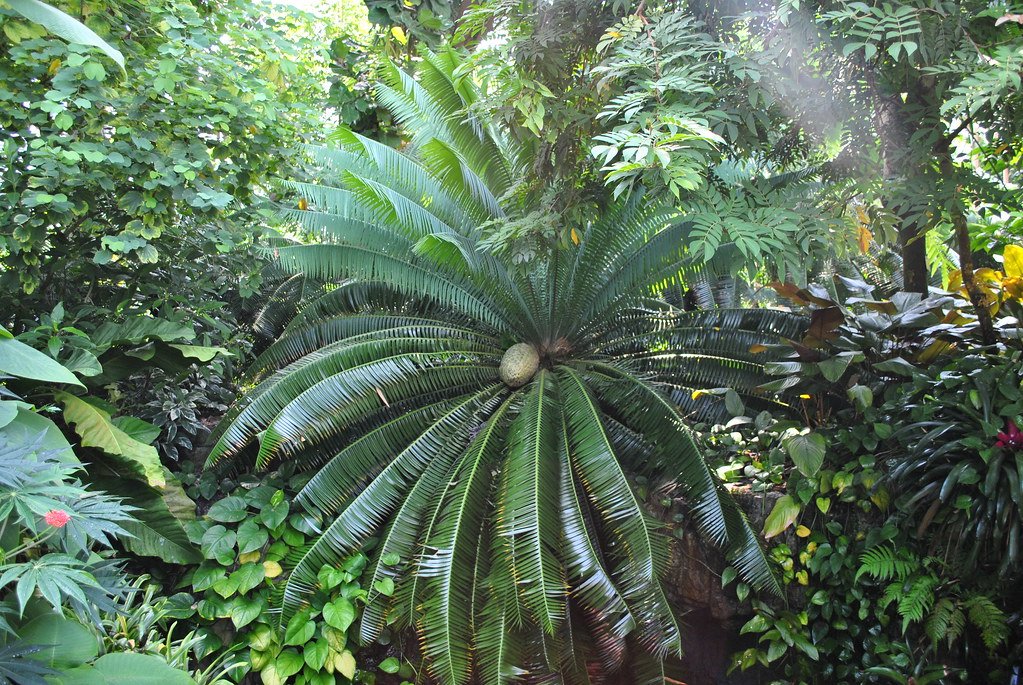 Cycads: Living Fossils from the Age of Dinosaurs (image credits: flickr)