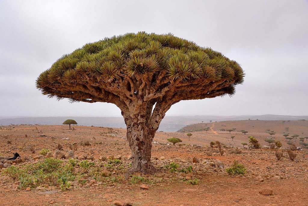 The Dragon's Blood Tree: Umbrella of the Desert Island (image credits: flickr)