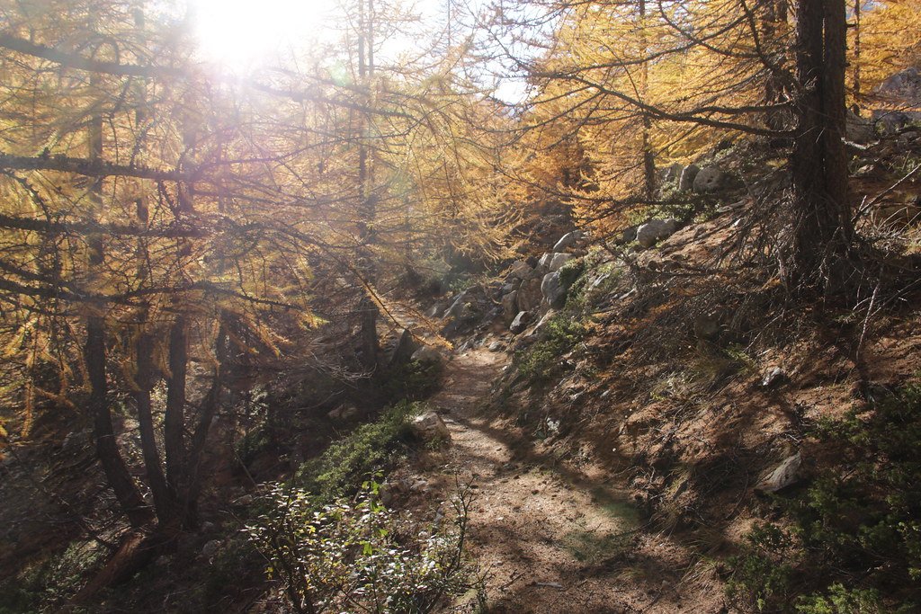 Alerce Trees: South America's Ancient Giants (image credits: flickr)