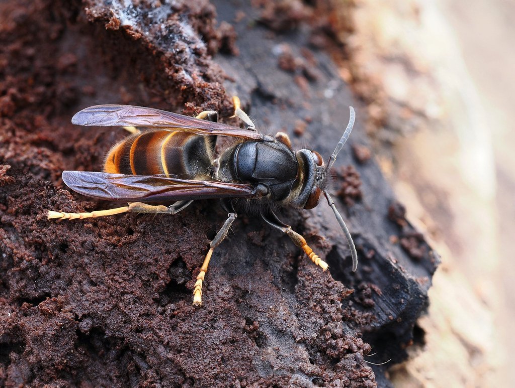 The Ongoing Yellow-Legged Hornet Expansion (image credits: flickr)