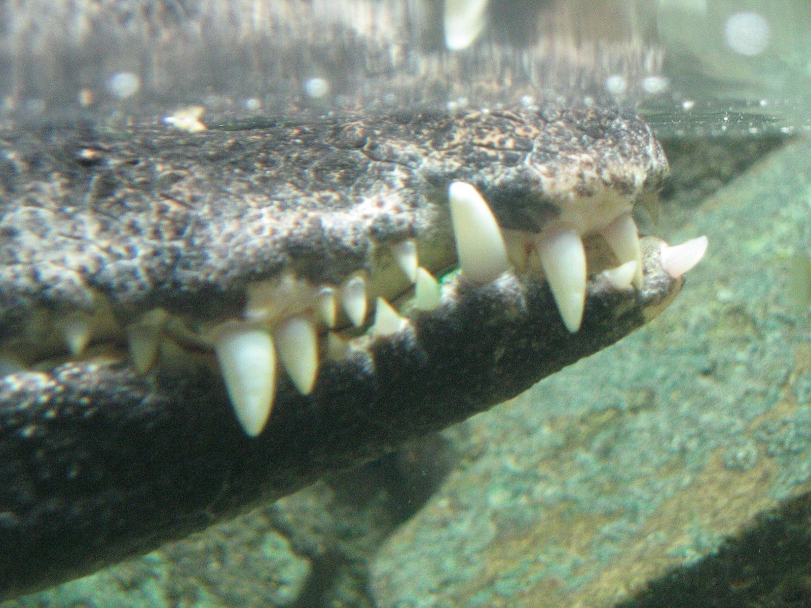 Anatomy of a Perfect Predator (image credits: wikimedia)