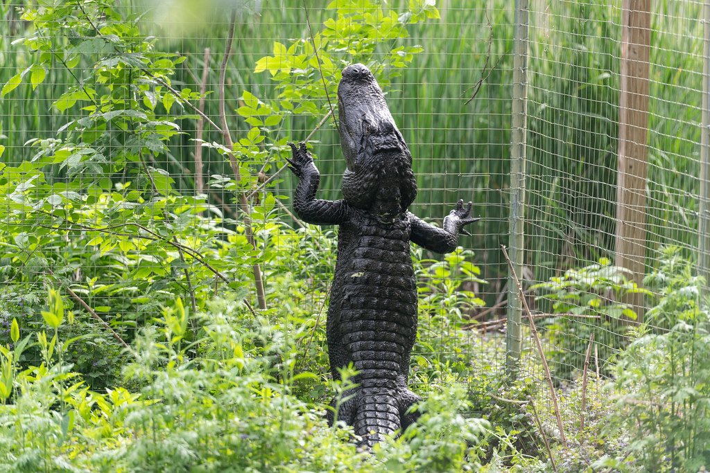 The American Alligator's Surprising Skills (image credits: flickr)