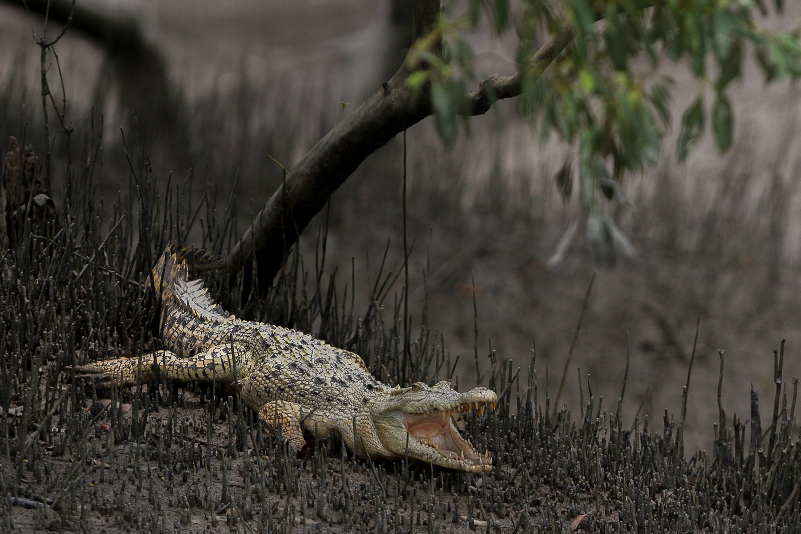 Global Phenomenon: From Mangroves to Rivers (image credits: wikimedia)