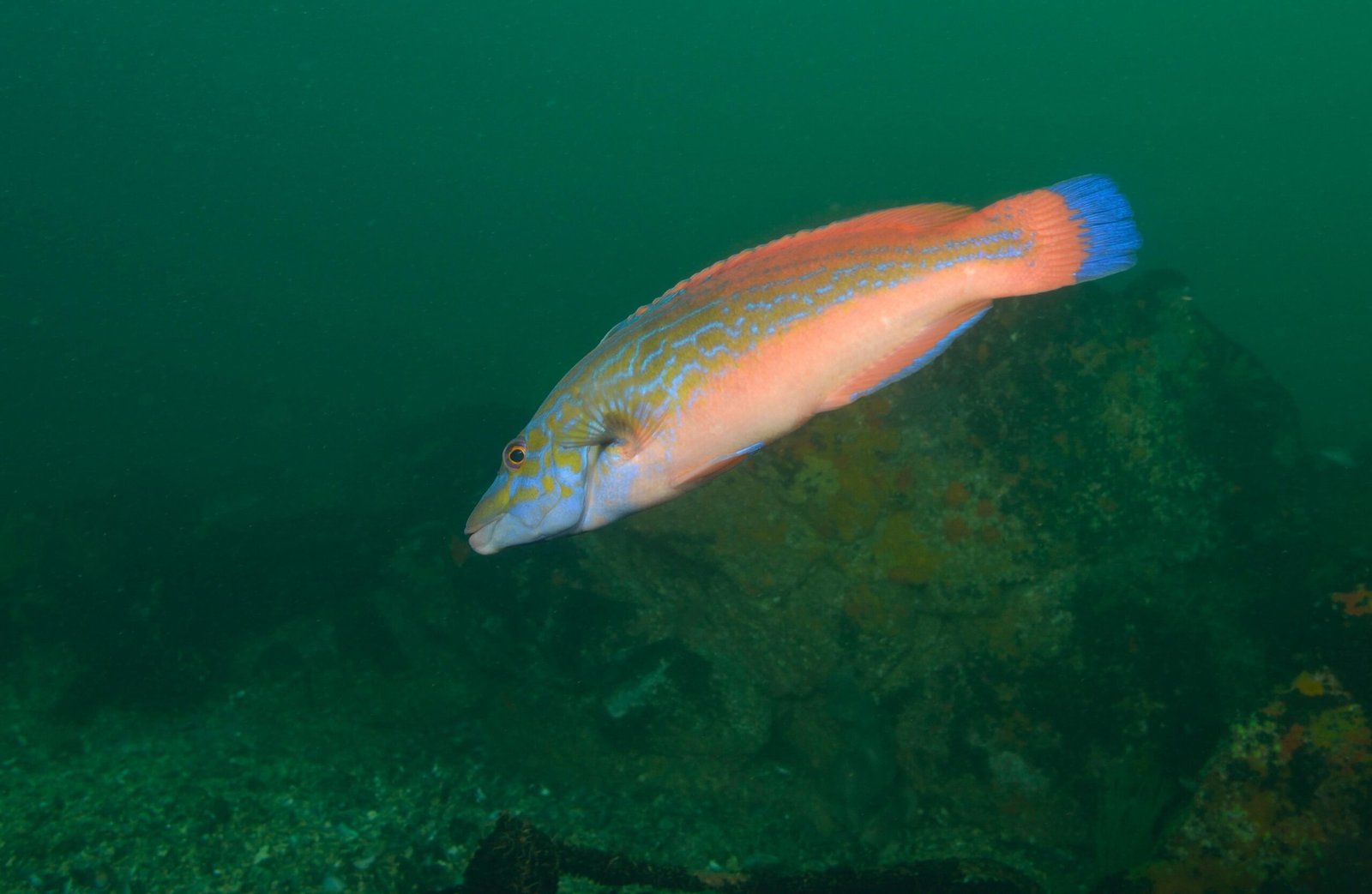 Sequential Hermaphrodites: Nature's Shape-Shifters (image credits: wikimedia)