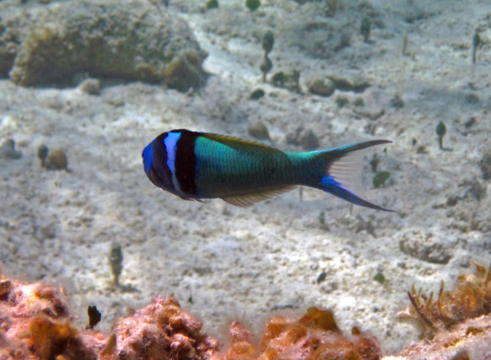 The Bluehead Wrasse: A Social Butterfly (image credits: wikimedia)