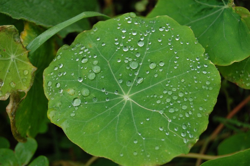 The Art of Biomimicry Before Science Named It (image credits: flickr)