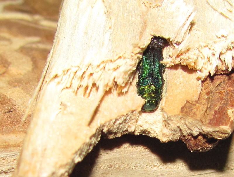 The Beetle's Relentless March Across America (image credits: flickr)