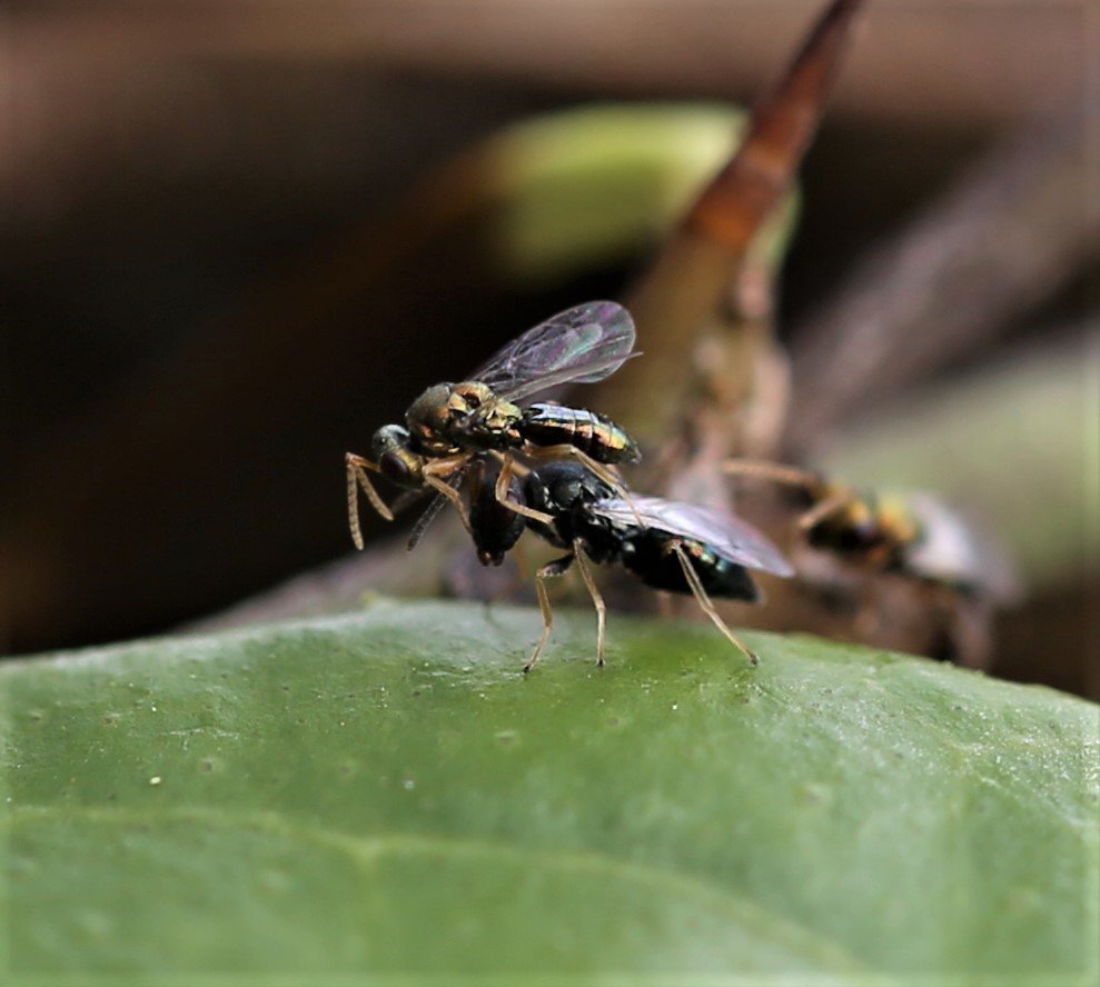 The Promise and Challenges of Biological Control (image credits: flickr)