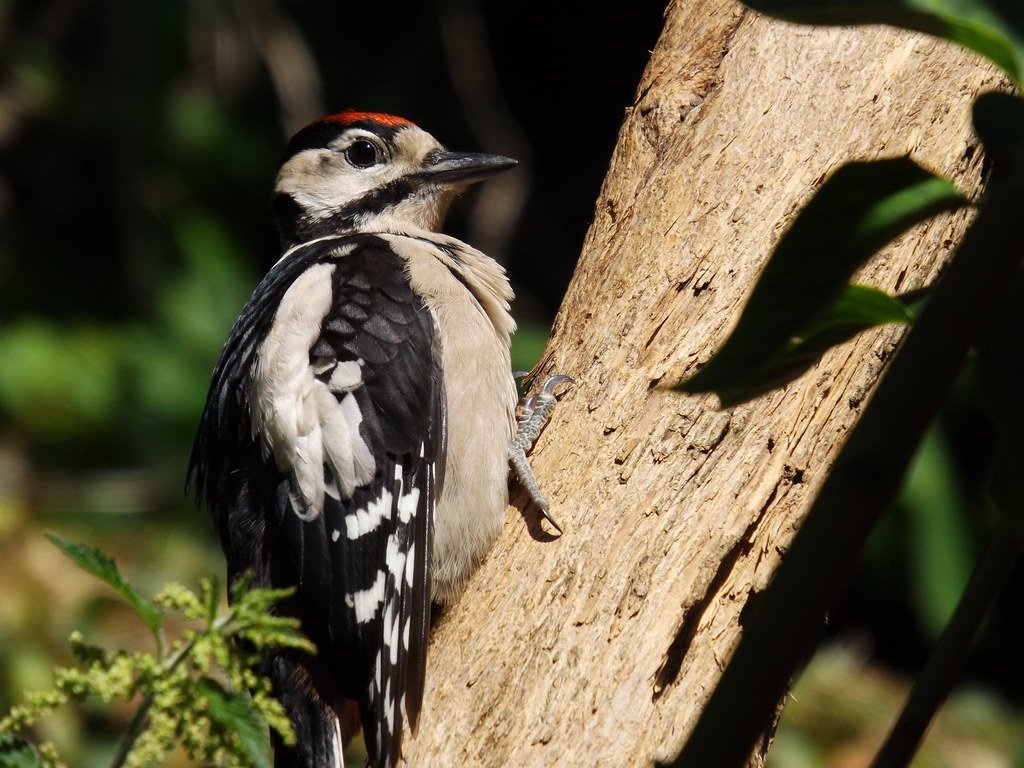 Woodpeckers: Nature's First Responders (image credits: flickr)
