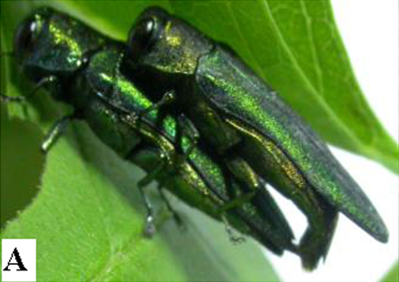 How the Emerald Ash Borer Is Silently Erasing America's Ash Trees