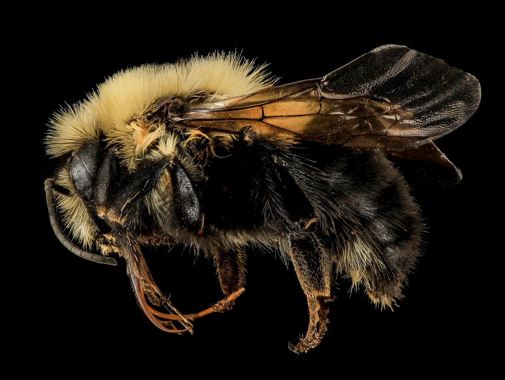 Intersex in Insects: Masters of Adaptation (image credits: flickr)