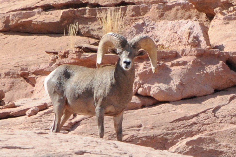 The Human Factor in Desert Creation (image credits: flickr)