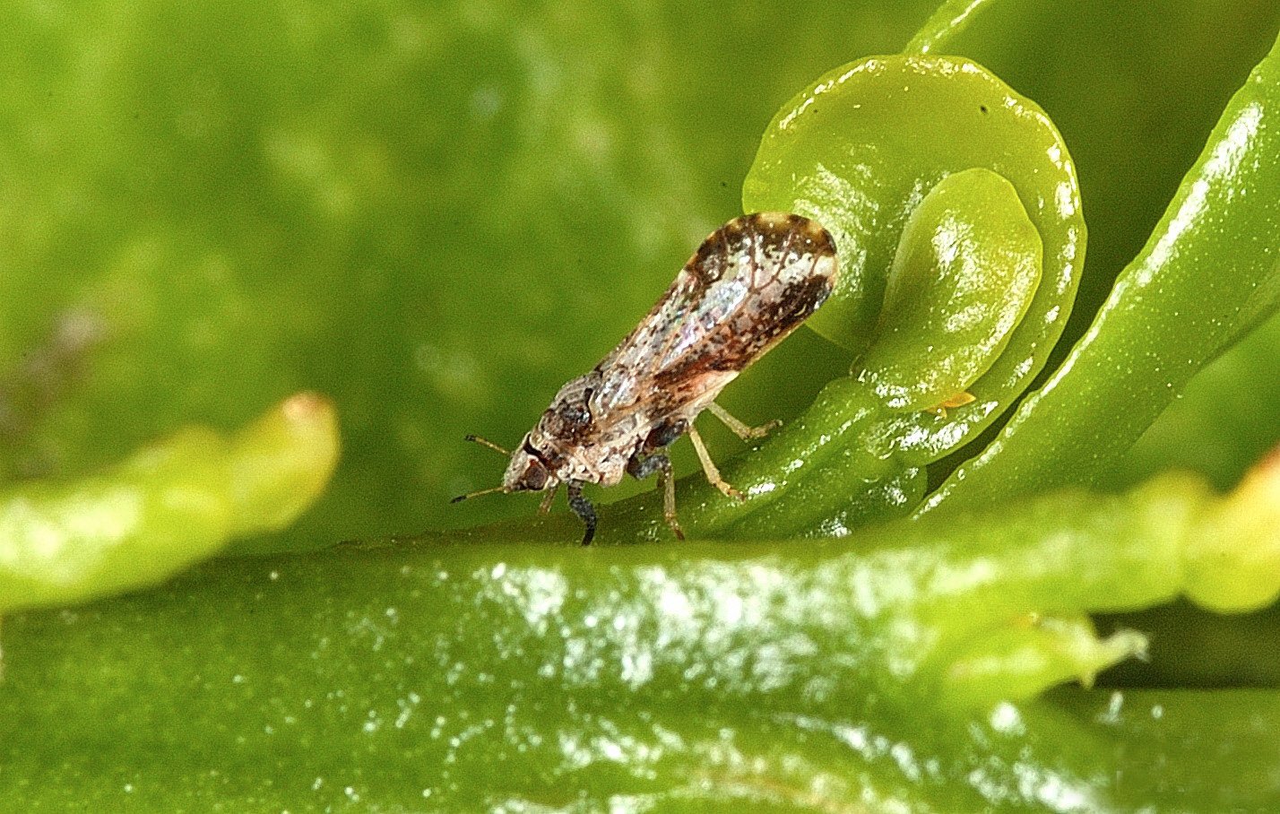 The Arrival of an Unseen Invader (image credits: wikimedia)