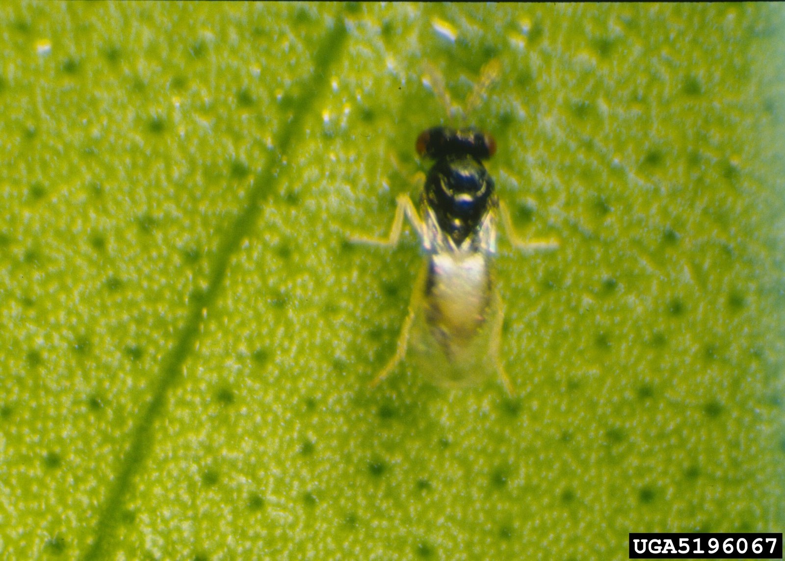 Biological Control: Nature’s Own Warriors (image credits: wikimedia)