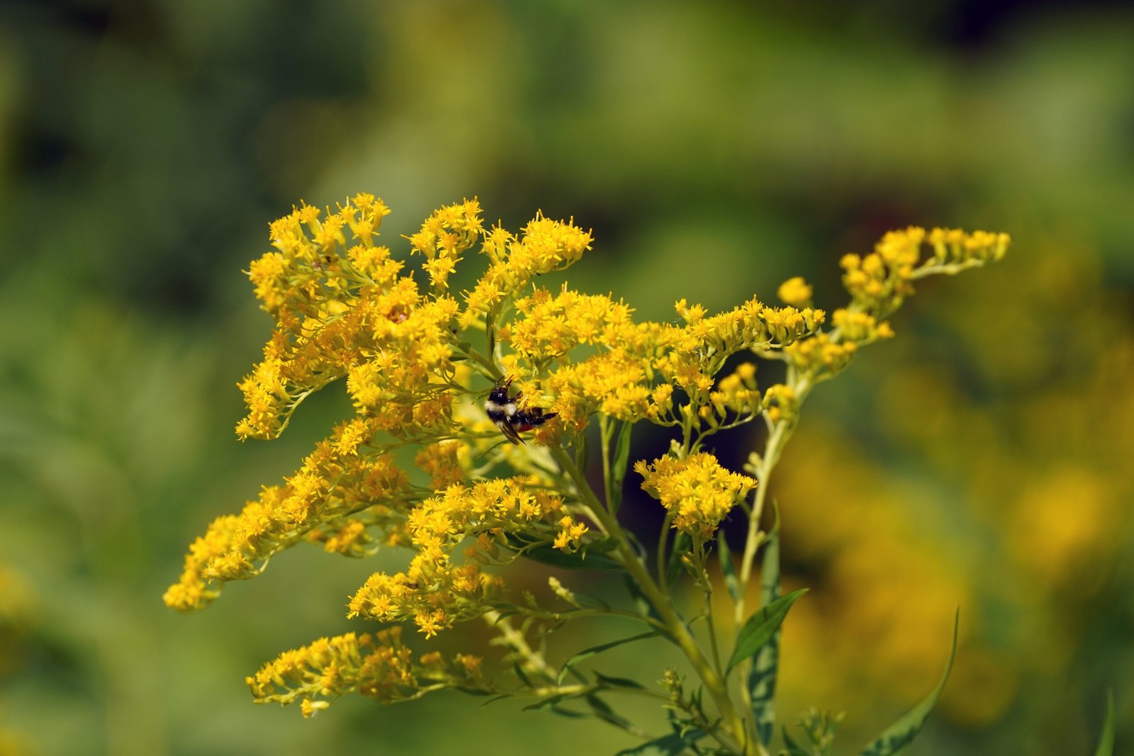 Goldenrod: The Underdog Pollinator Hero (image credits: wikimedia)