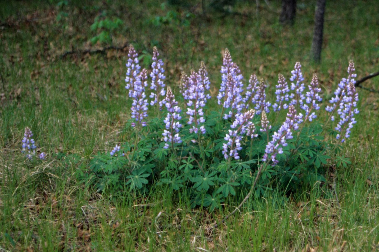 Wild Lupine: The Butterfly Whisperer (image credits: wikimedia)