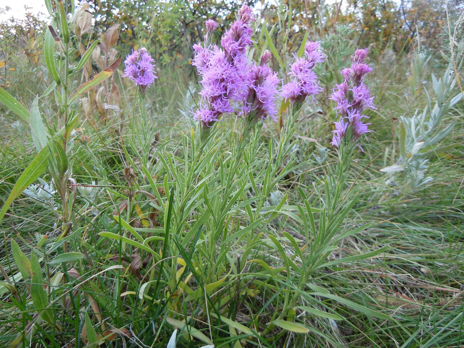 Blazing Star (Liatris): Lightning in Bloom (image credits: wikimedia)