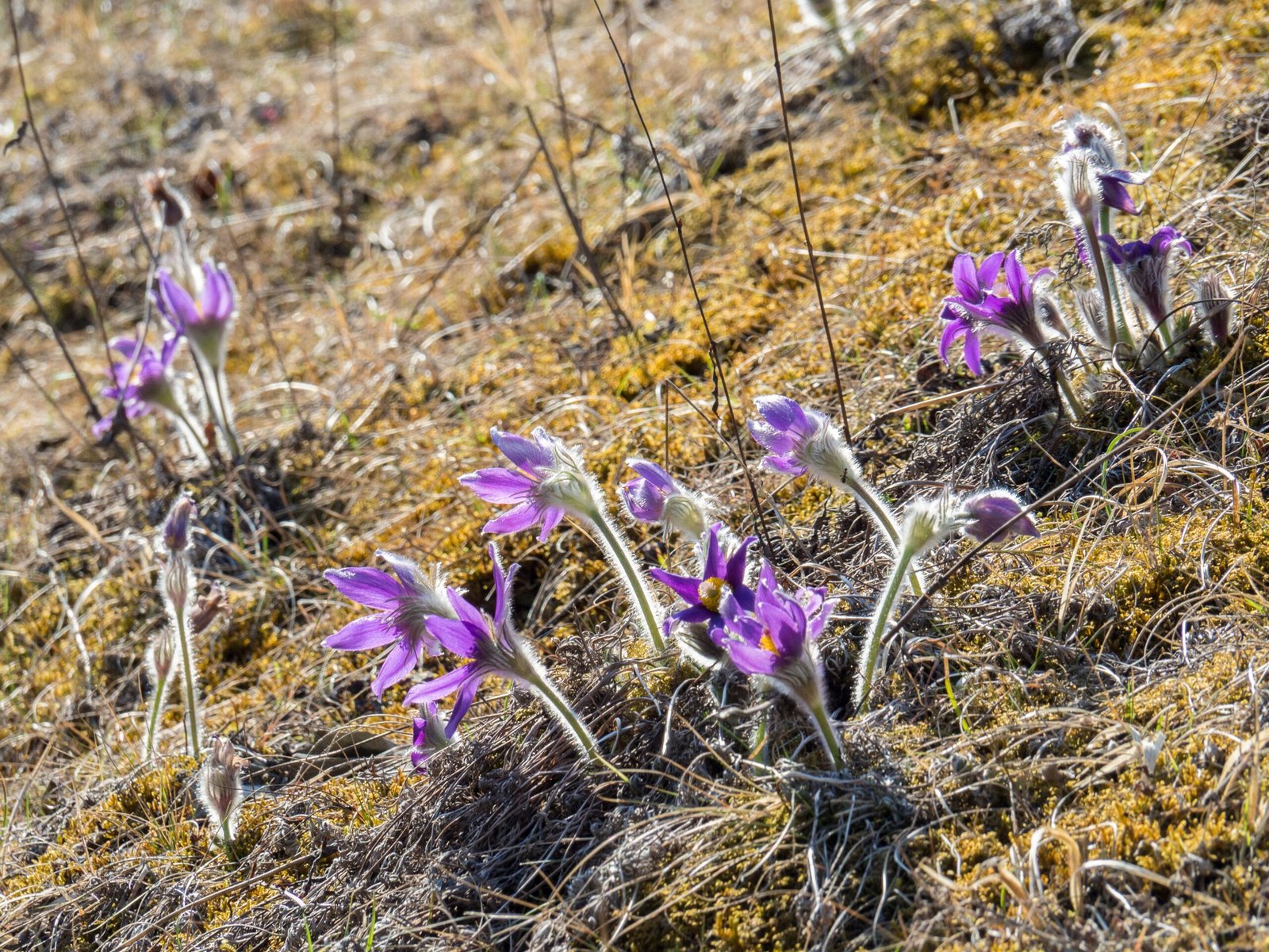 Pasque Flower: Early Spring Pioneer (image credits: wikimedia)