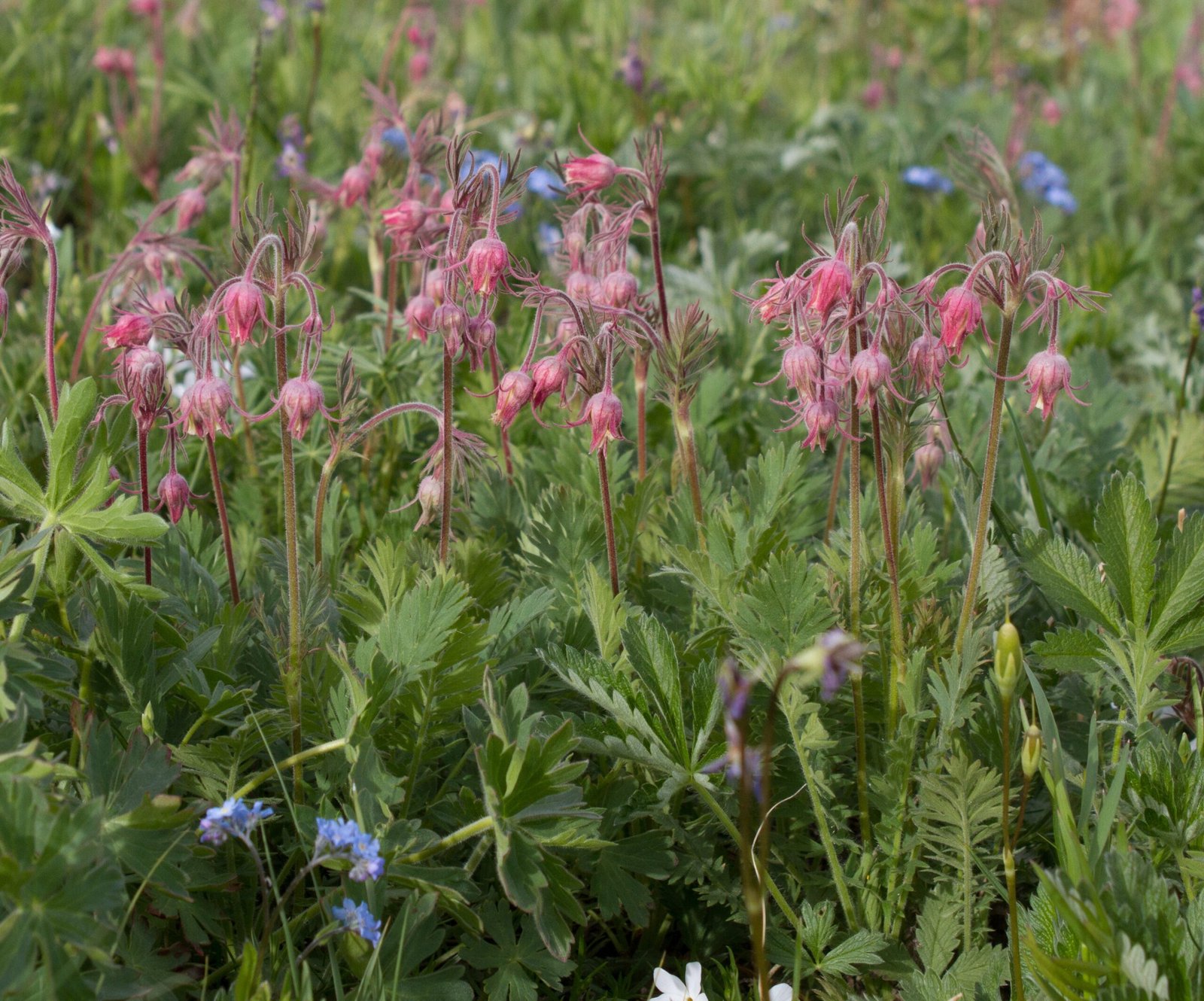 Prairie Smoke: The Dreamer’s Wildflower (image credits: wikimedia)