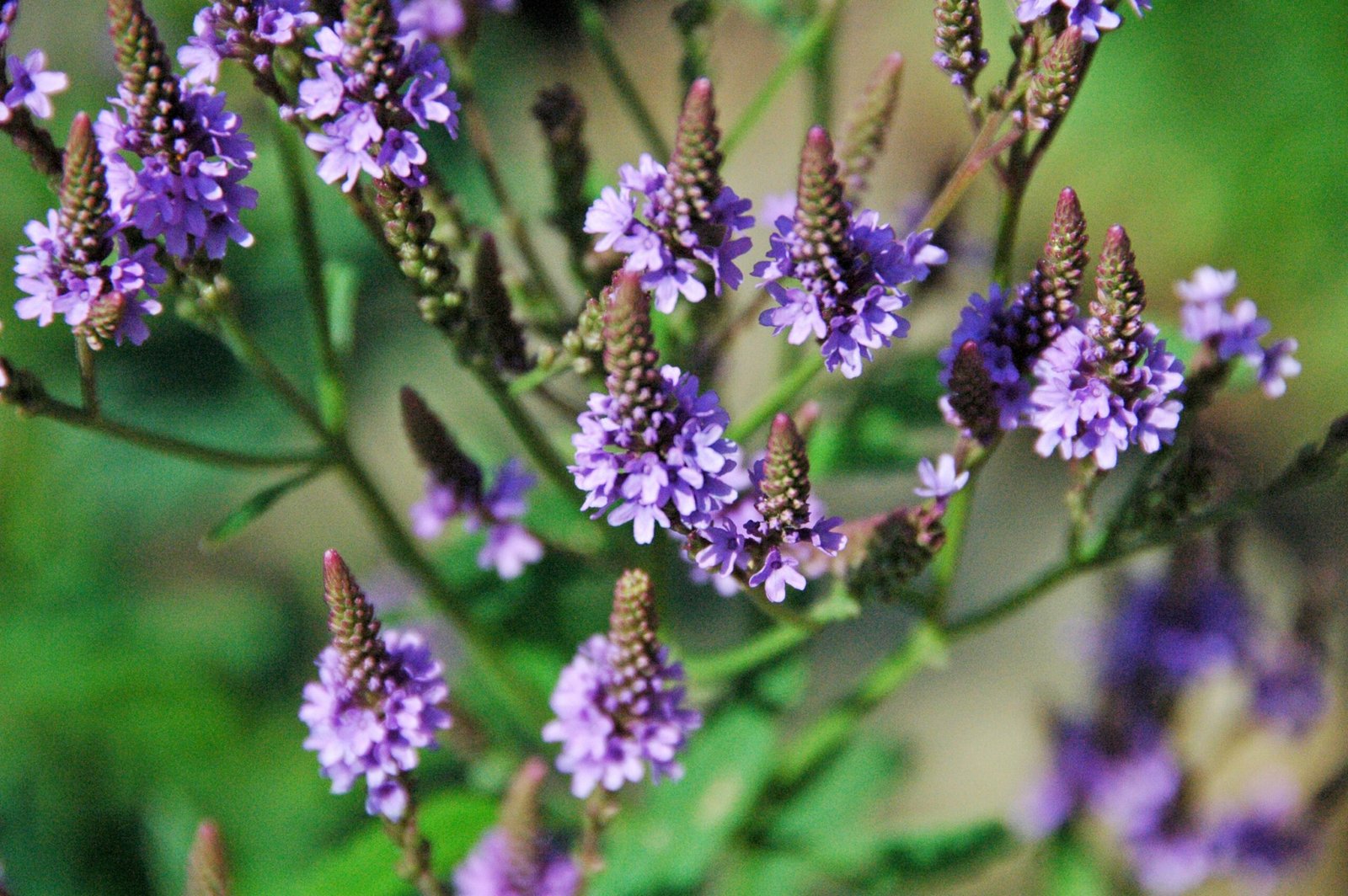 Blue Vervain: The Wetland Sentinel (image credits: wikimedia)