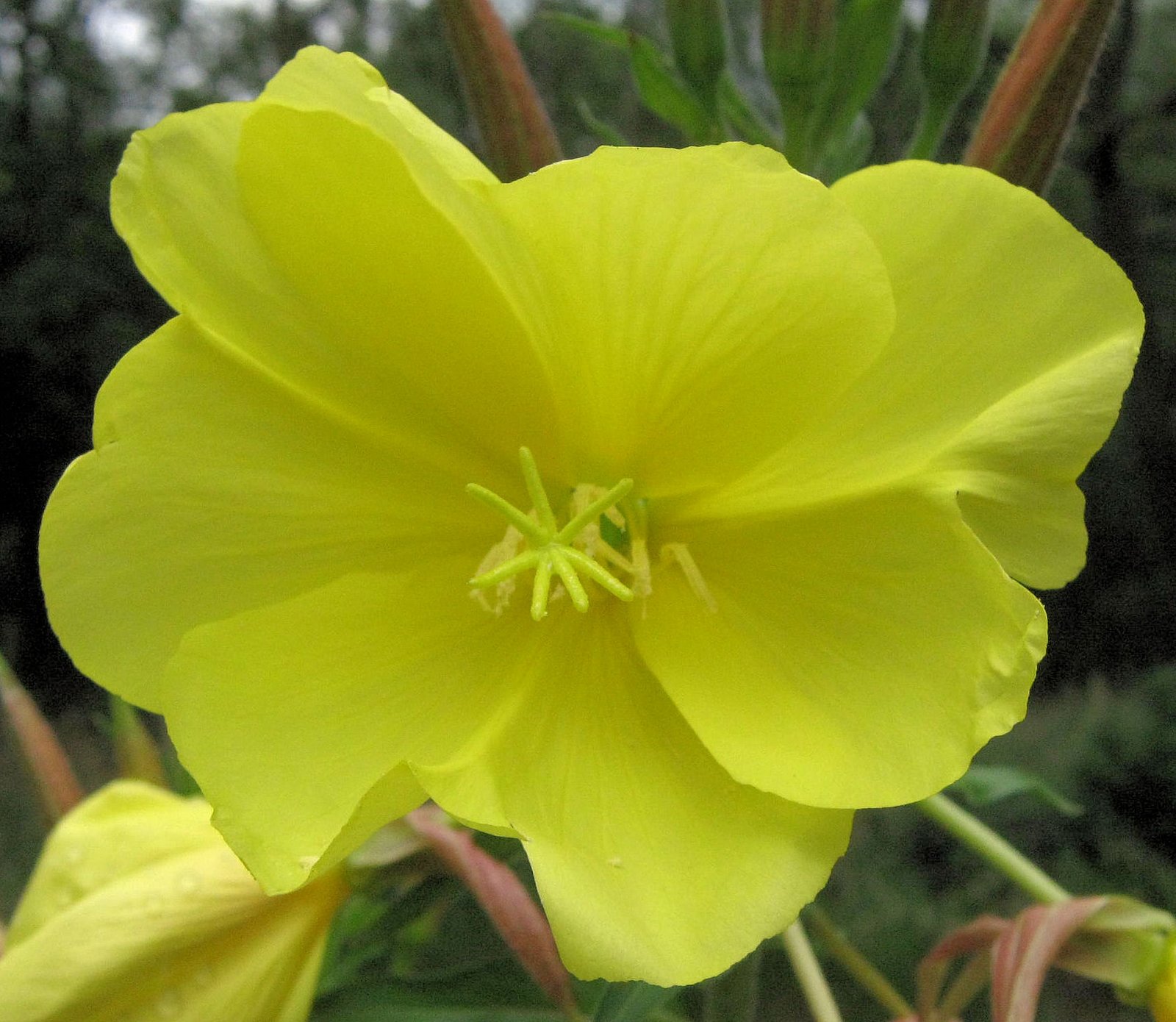 Evening Primrose: The Night-Blooming Wonder (image credits: wikimedia)