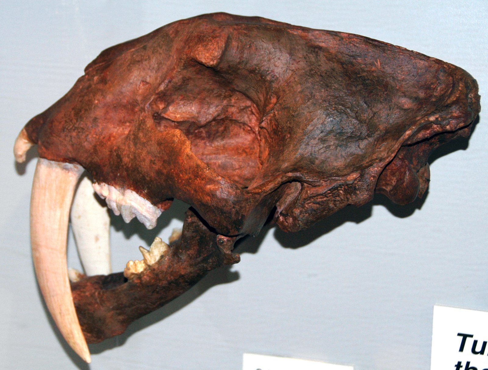 Saber-Toothed Cats Frozen in Time (image credits: wikimedia)