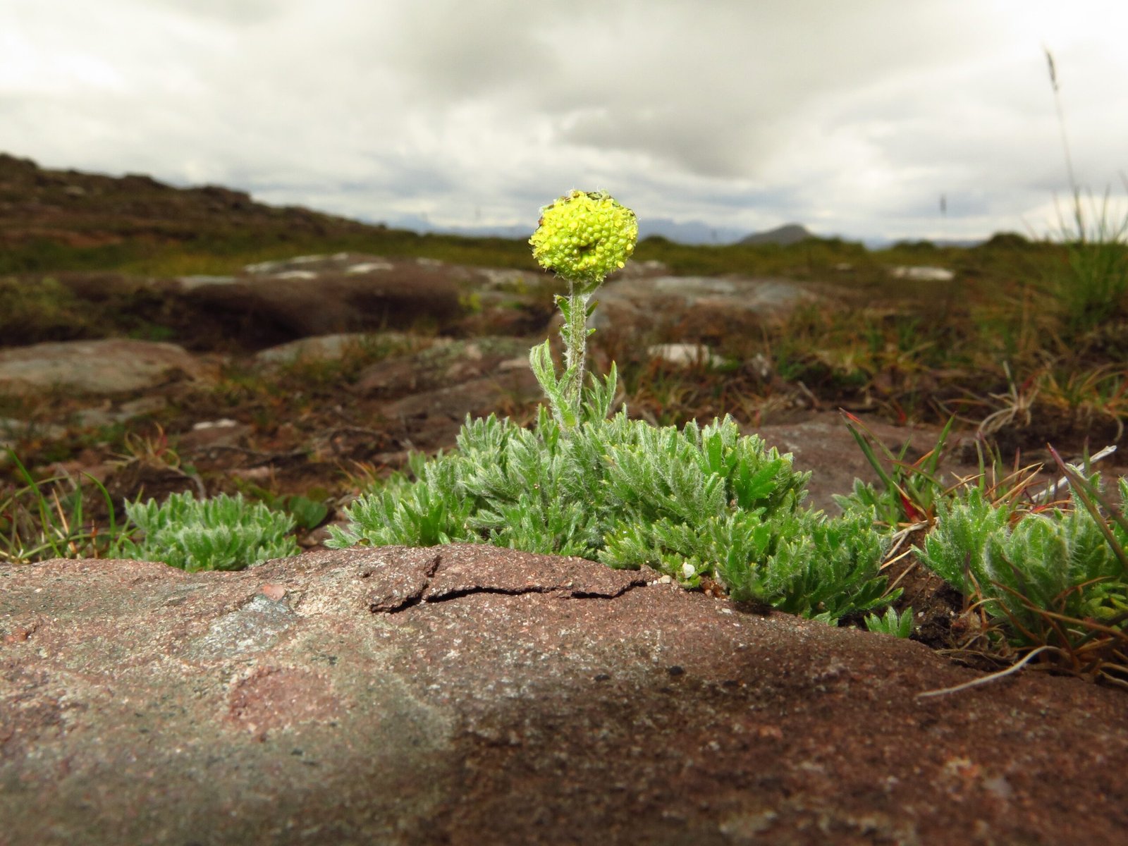 Arctic Poppies and the Lost World of Ancient Greenland (image credits: wikimedia)