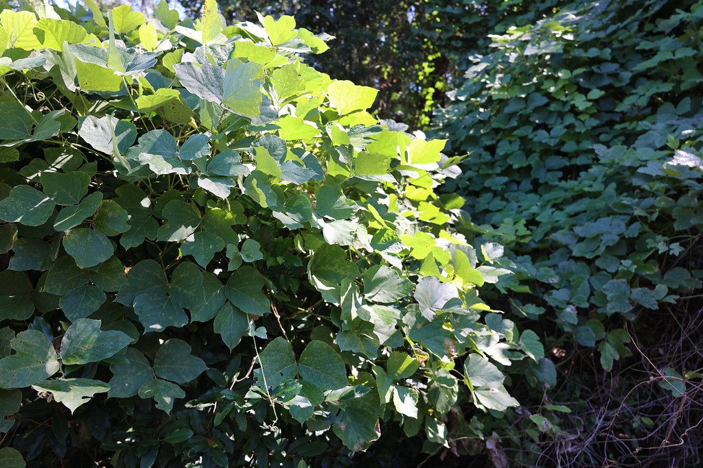 Kudzu’s Ecological Impact: Smothering the South (image credits: flickr)