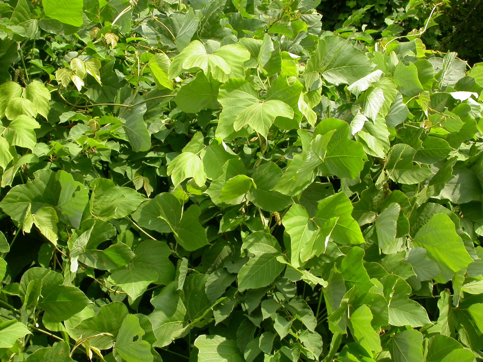 The Human Toll: Farmers, Homeowners, and the Fight Against Kudzu (image credits: wikimedia)