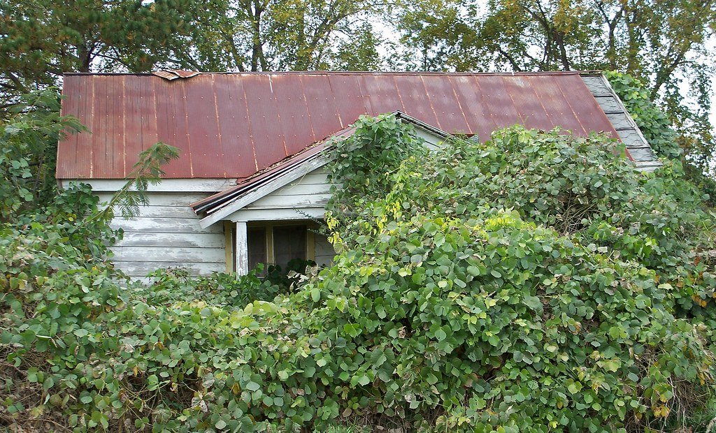 Kudzu and Wildlife: Winners and Losers (image credits: flickr)