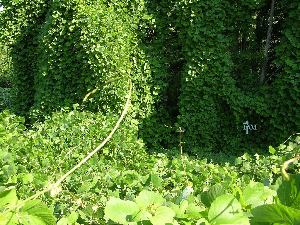 The Science of Control: Can We Beat Kudzu? (image credits: flickr)