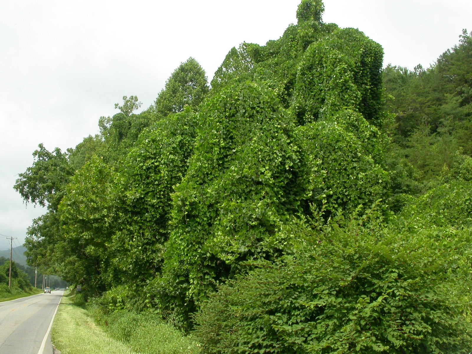 Scientific Curiosity: What Kudzu Teaches Us About Invasives (image credits: wikimedia)