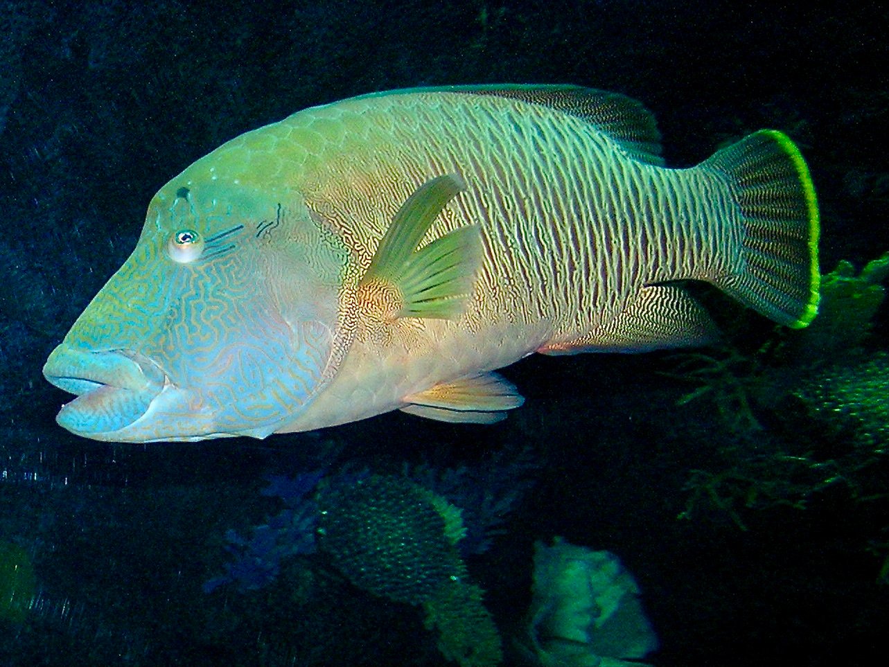 Nature’s Gender Fluidity: Not Just Clownfish (image credits: wikimedia)